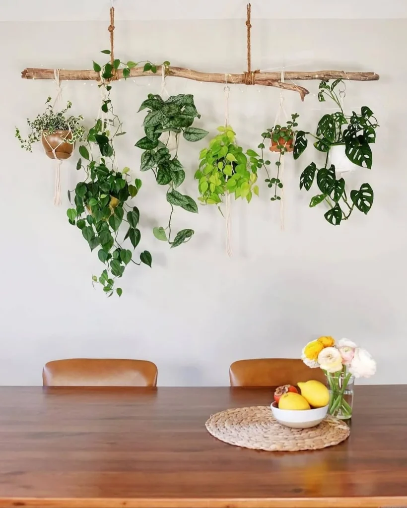 Hanging Plant Display