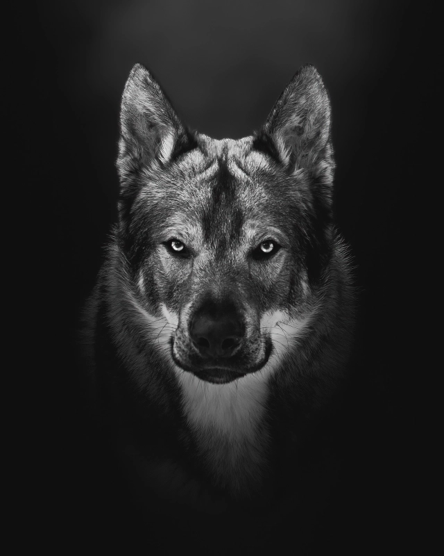 Large-scale black-and-white photography.